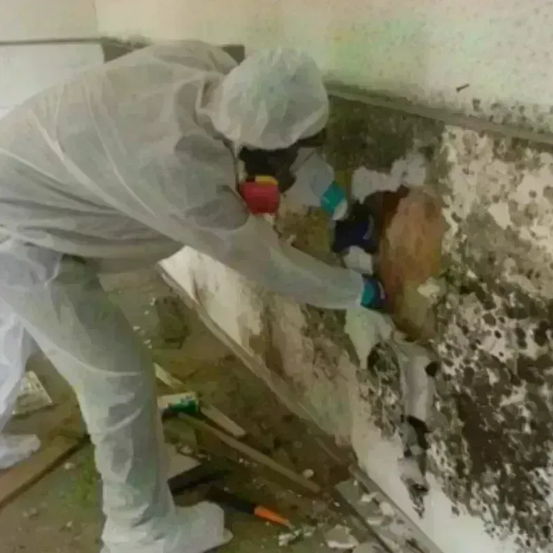 Mold Remediation and Removal in Canton, TX